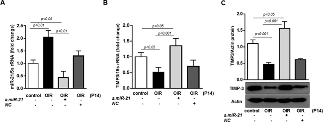 Intraorbital delivery of miR-21 inhibitor recovers TIMP3 expression in retinas of OIR mice.