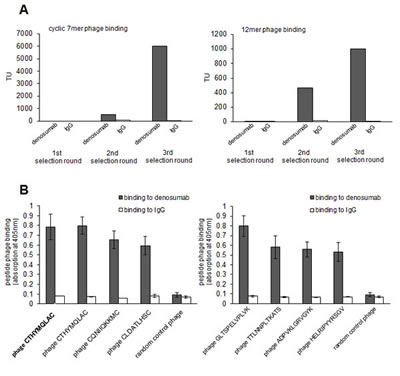 Selection of epitop mimicking phage displayed peptides on denosumab.