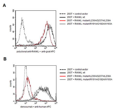 Mutational analysis confirms the presumed epitope targeted by denosumab .