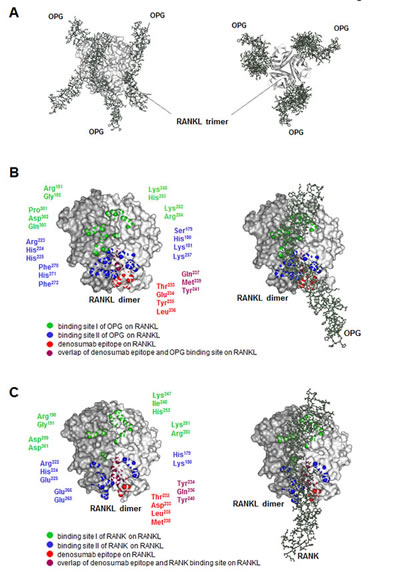 3-dimensional model of the RANK-RANKL-OPG-denosumab interaction.