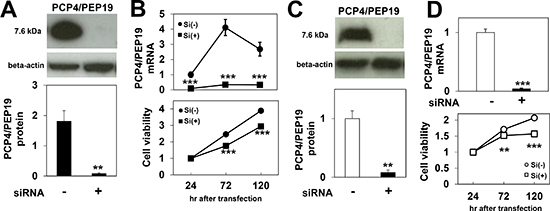 Effects of PCP4/PEP19 knockdown on cell proliferation.