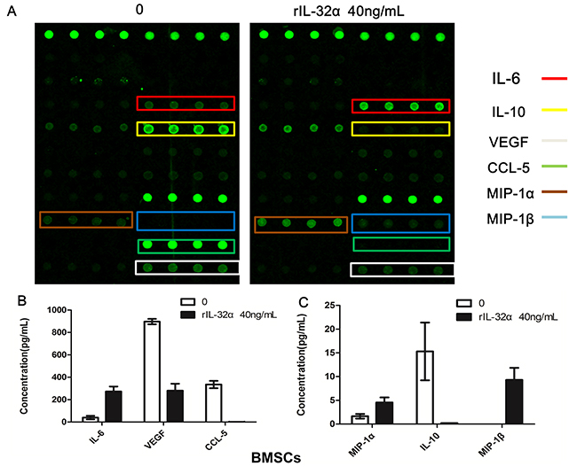 Cytokine array analysis in BMSCs induced by rIL-32&#x03B1;.