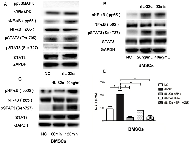 IL-32&#x03B1; activates the NF-&#x03BA;B and STAT3 signaling pathways in BMSCs.