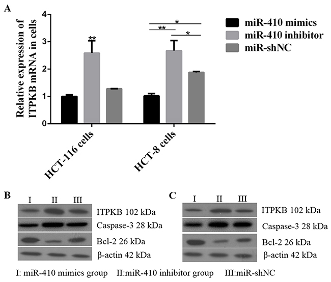 Effects of miR-410 on ITPKB and apoptosis factors in HCT-116/HCT-8 cells.