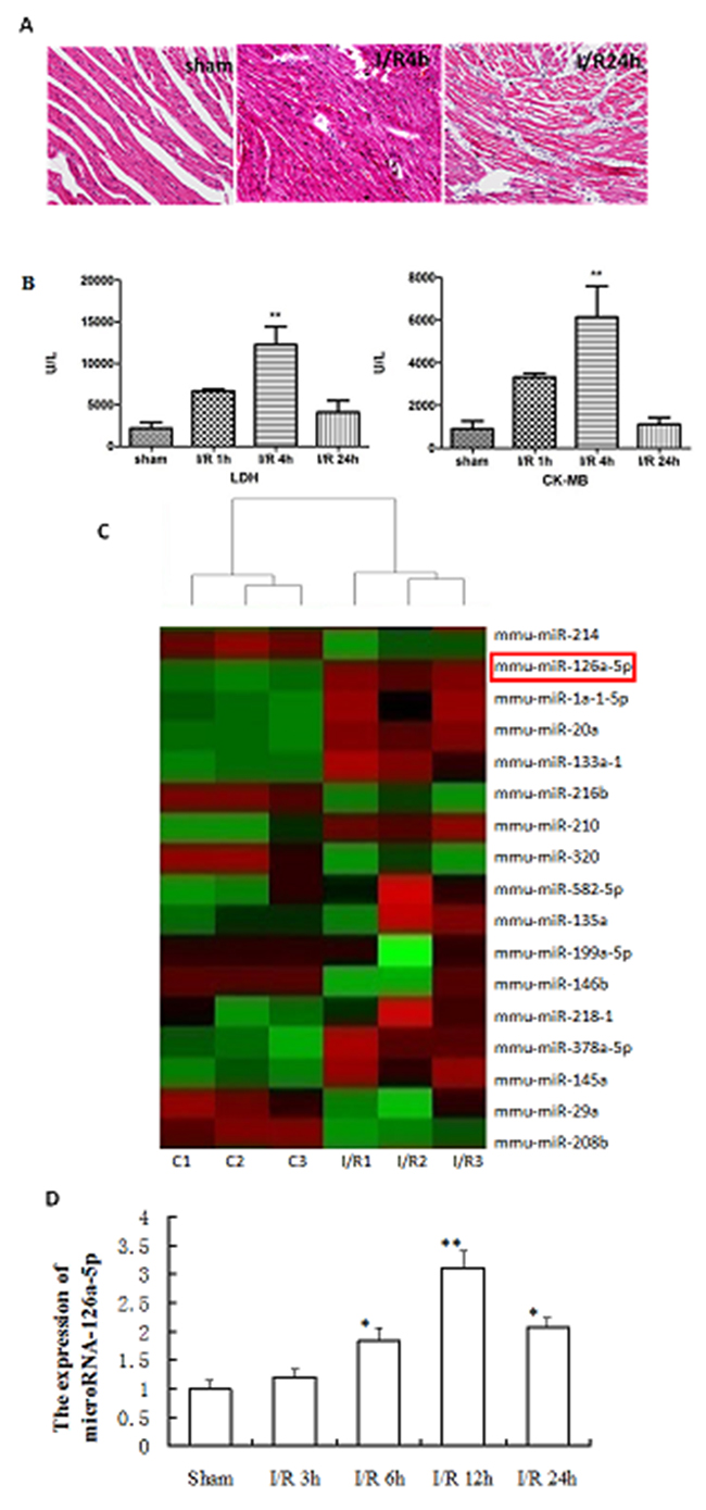 Analysis of microRNA-126a-5p expression during myocardial ischemia reperfusion injury.