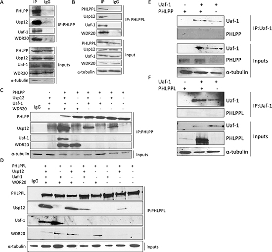 Usp12 in complex with Uaf-1 and WDR20 interacts with PHLPP and PHLPPL.