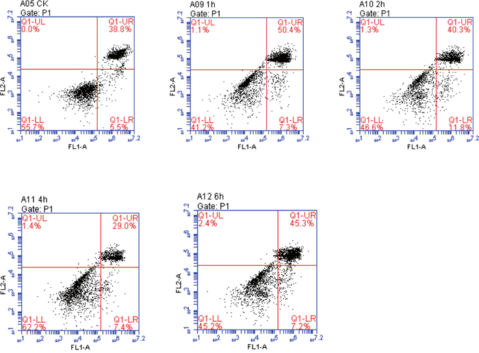 Comparison of early, late, and total apoptosis at different time points after OGSR.