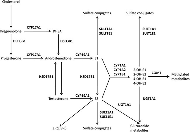 The estrogen pathway.