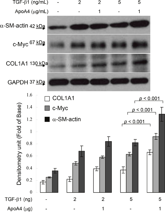 Validation of &#x03B1;-SMA, c-Myc and COL1A1 expression in HSC-T6 cells exposed to TGF-b1 with or without ApoA4 by Western blotting.