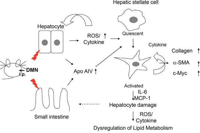 Proposed diagram of ApoA4 mediated activation of hepatic stellate cells in DMN-induced early onset of liver fibrogenesis.