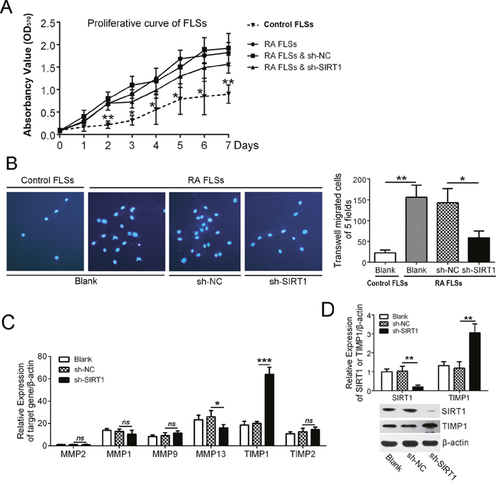 SIRT1 contributed to the invasion of RA FLSs by suppressing TIMP1.