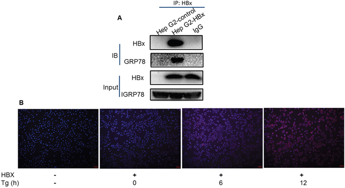 Direct interaction between HBx and Grp78.