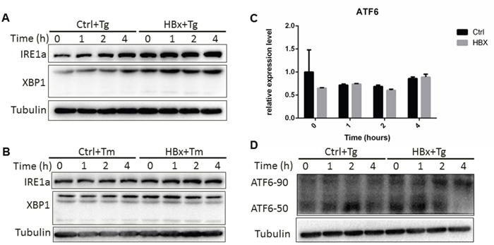 HBx impact on IRE1a and ATF6 pathways.