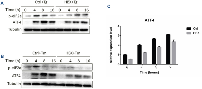 Effect of HBx expression on PERK branch under ER stress condition.