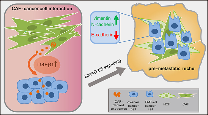 A schematic diagram illustrating the cross-talk of CAF and ovarian cancer cells.