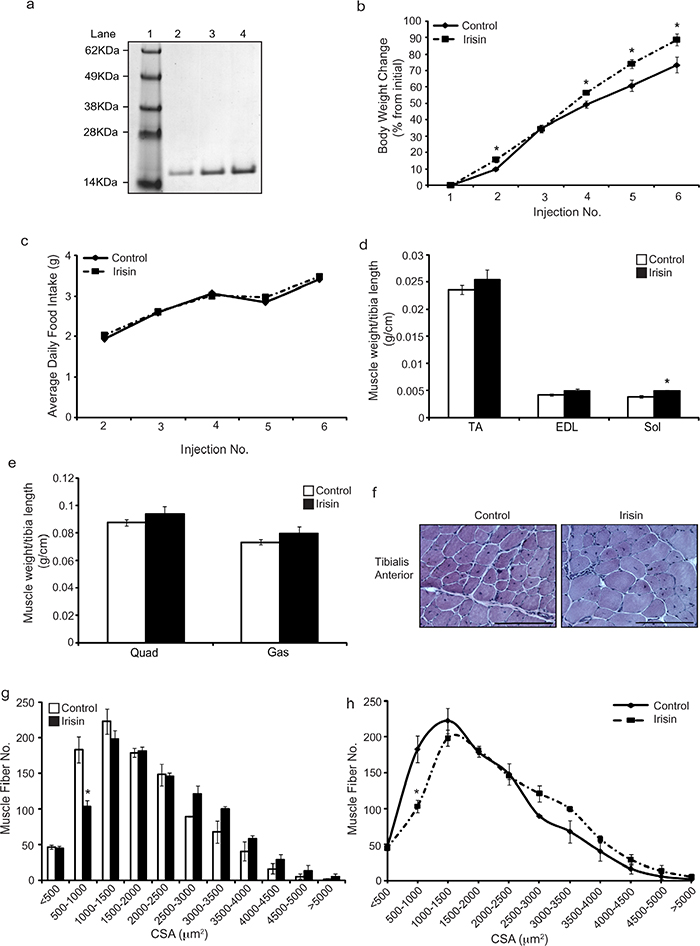 Irisin injection increases skeletal muscle mass and promotes hypertrophy in young mdx mice.