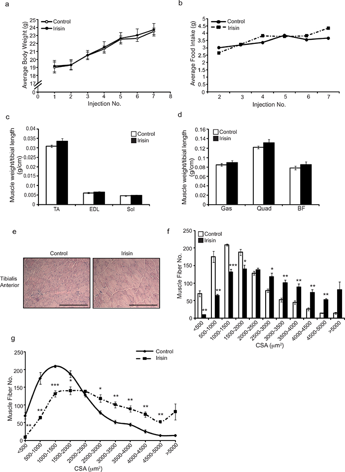 Irisin injection enhances muscle weights and promotes skeletal muscle hypertrophy in adult mdx mice.