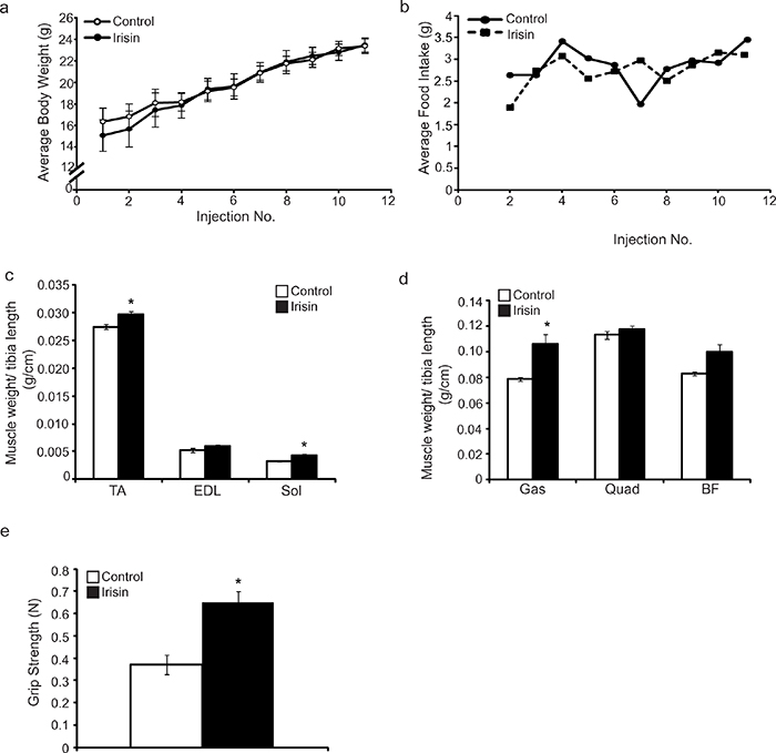Prolonged Irisin injection increases skeletal muscle mass and enhances muscle function in mdx mice.