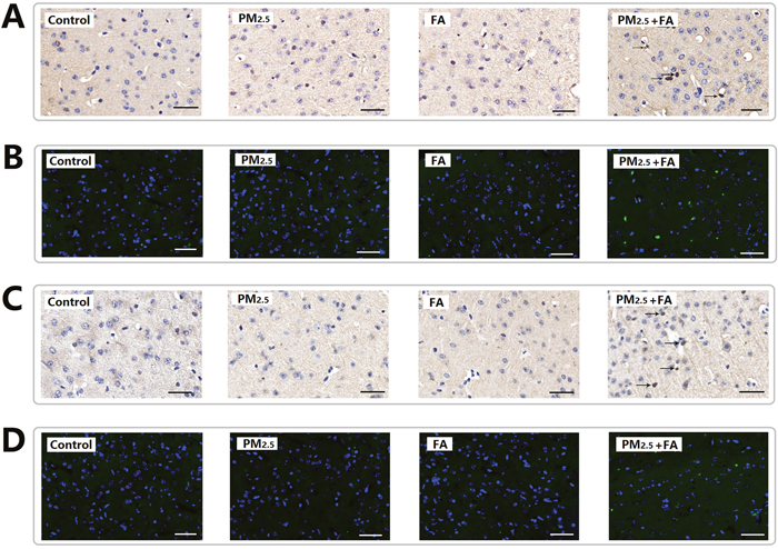 Representative images (&#x00D7;400) of the expression of A&#x03B2;1-42 and Tau-P as determined by immune-histochemical staining (brown color stain) and immunofluorescence.
