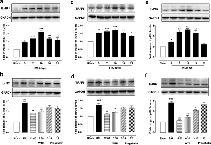 WTD decreased IL-1R1, TRAF6 expressions and p-JNK level in the dorsal horn of L5 spinal cord tissue.