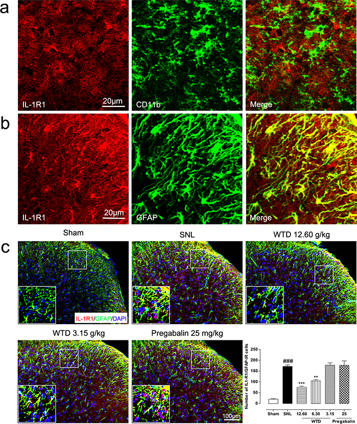 WTD decreased spinal astrocytic expression of IL-1R1.