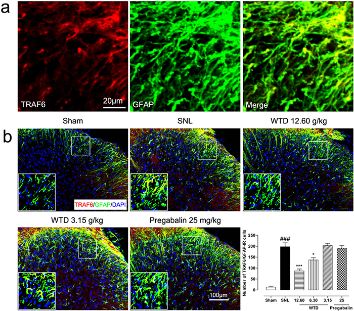 WTD decreased spinal astrocytic expression of TRAF6.