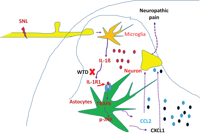 Schematic illustration of possible anti-hyperalgesia mechanisms of WTD under neuropathic pain conditions.