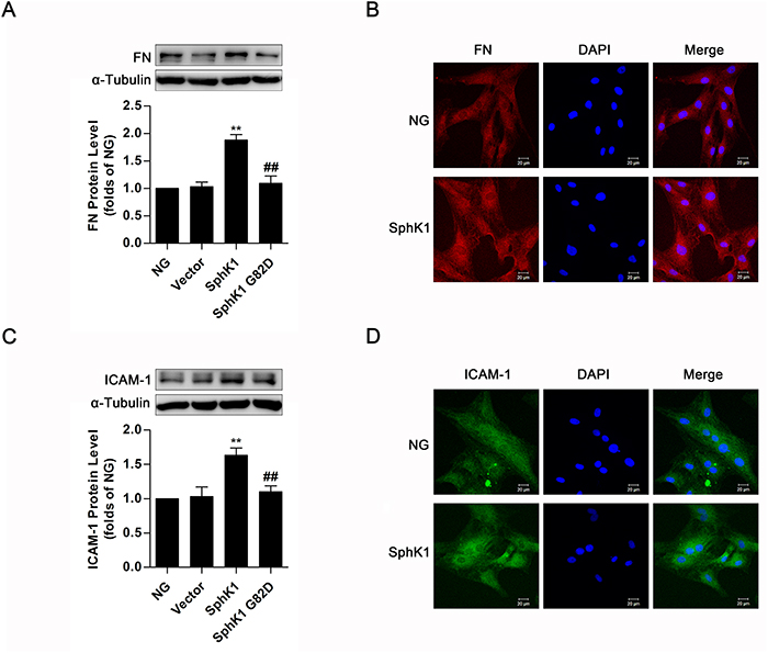 Overexpression of SphK1 elevated expressions of FN and ICAM-1 in normal glucose-cultured GMCs.