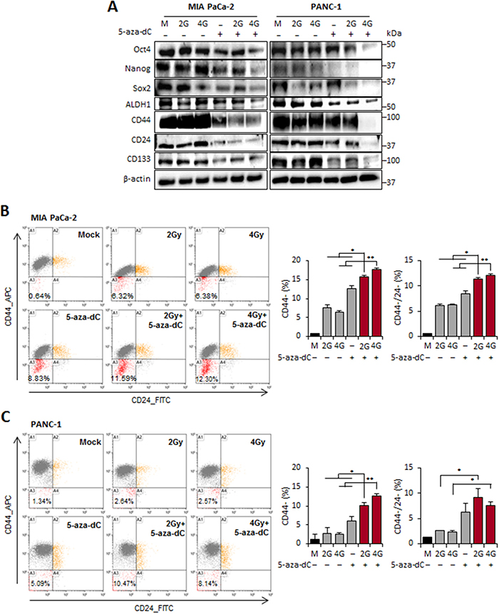 5-aza-dC treatment in combination with IR reduced the regulatory factors of self-renewal and cell surface markers of CSCs in pancreatic cancer cells.