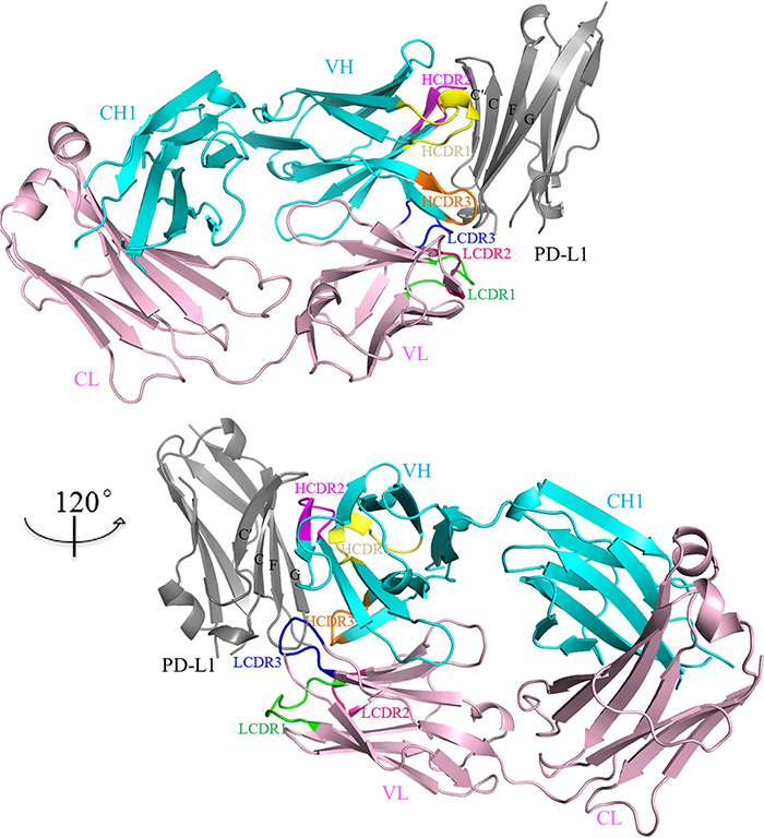 Overall structure of PD-L1/atezolizumab complex.