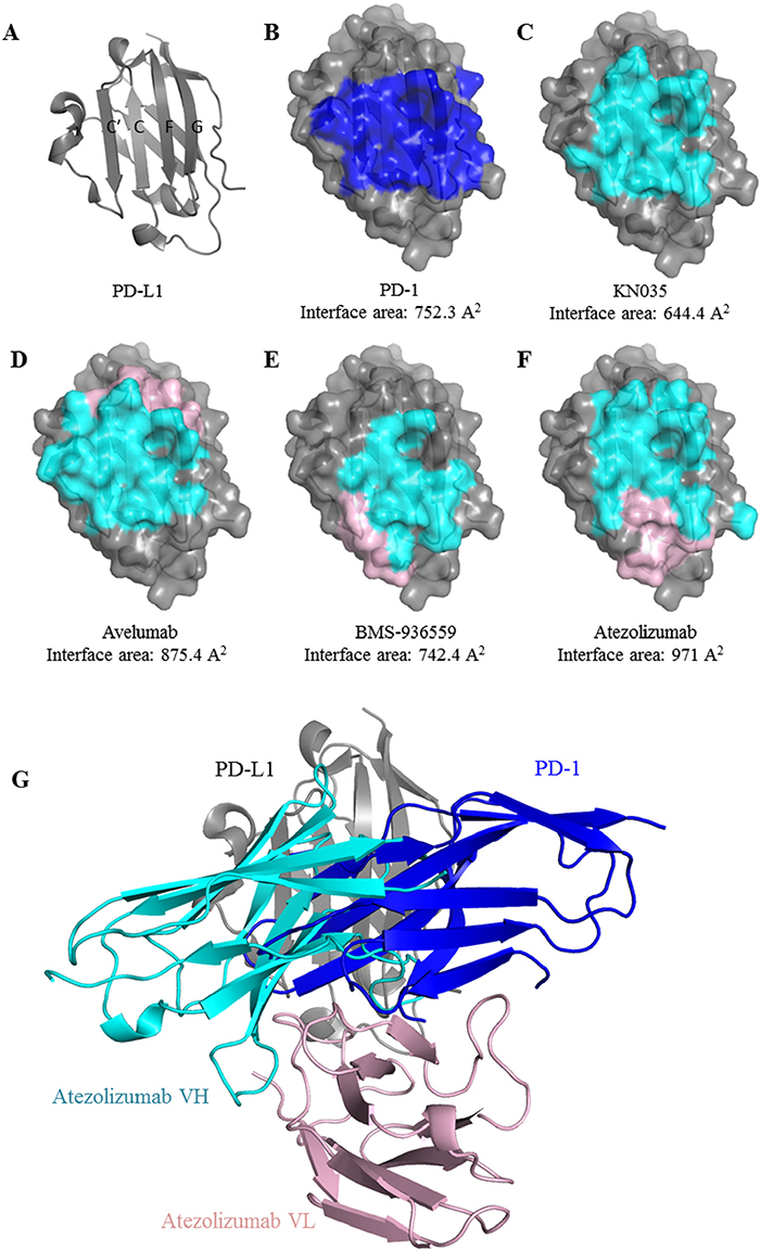 Comparison of the binding mode of anti-PD-L1 MAbs.