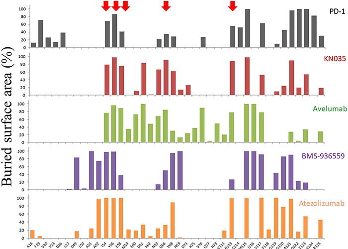 Buried surface areas of residues in PD-L1 binding interface.