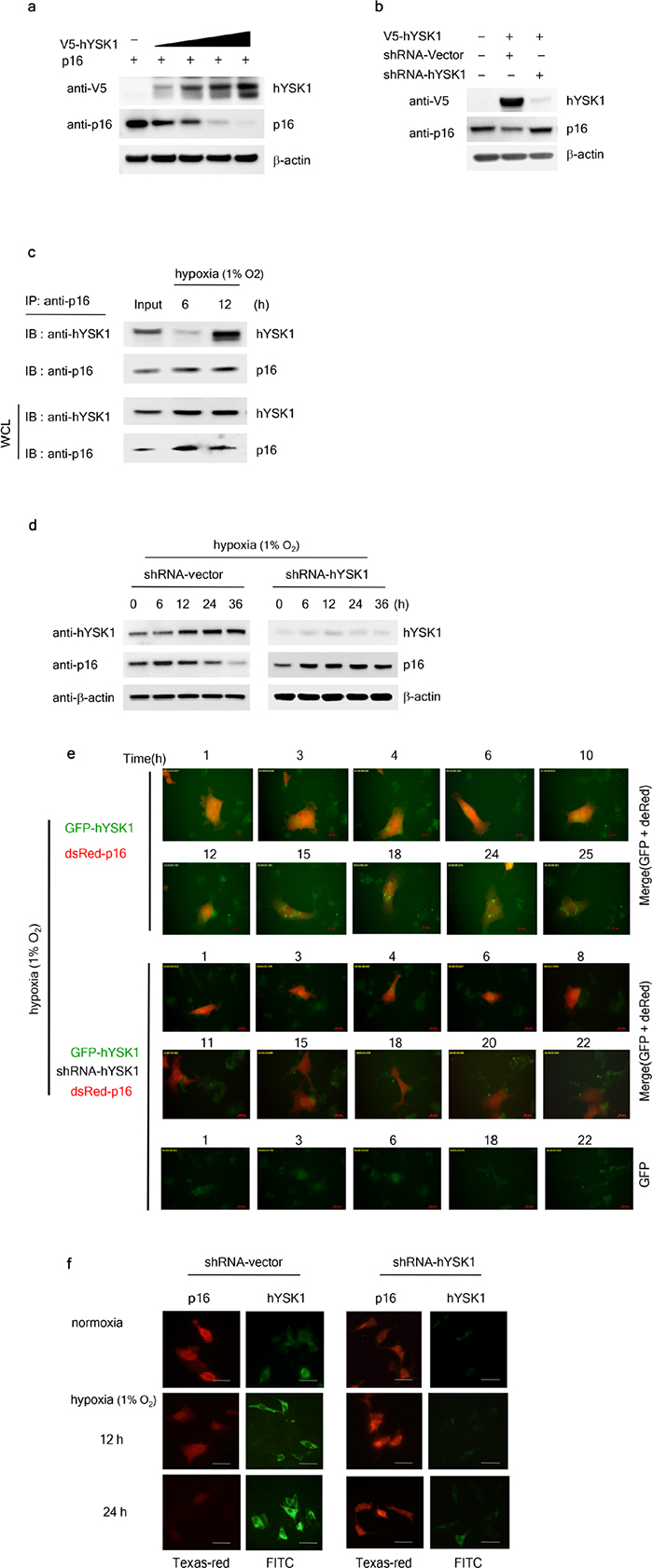 hYSK1 regulates expression and translocation of p16INK4a.