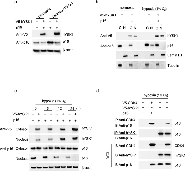 hYSK1 regulates the expression of p16INK4a in the nucleus.