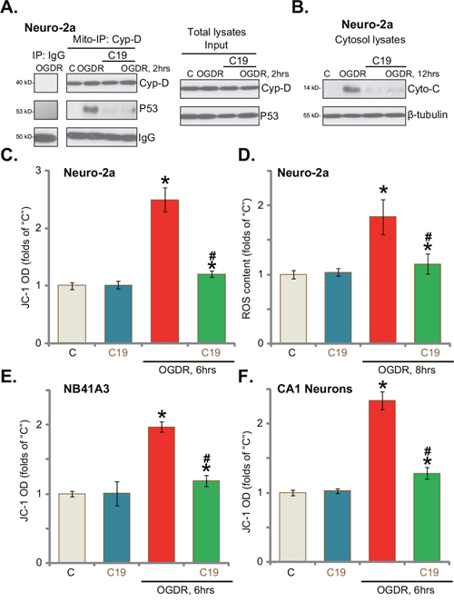 C19 inhibits OGD/re-oxygenation-induced programmed necrosis in neuronal cells.