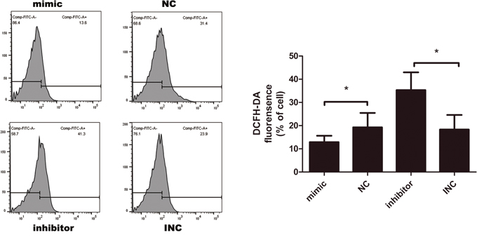 Intracellular reactive oxygen species (ROS) measured by DCFH-DA probe after transfection for 12 hours (n=3-6).