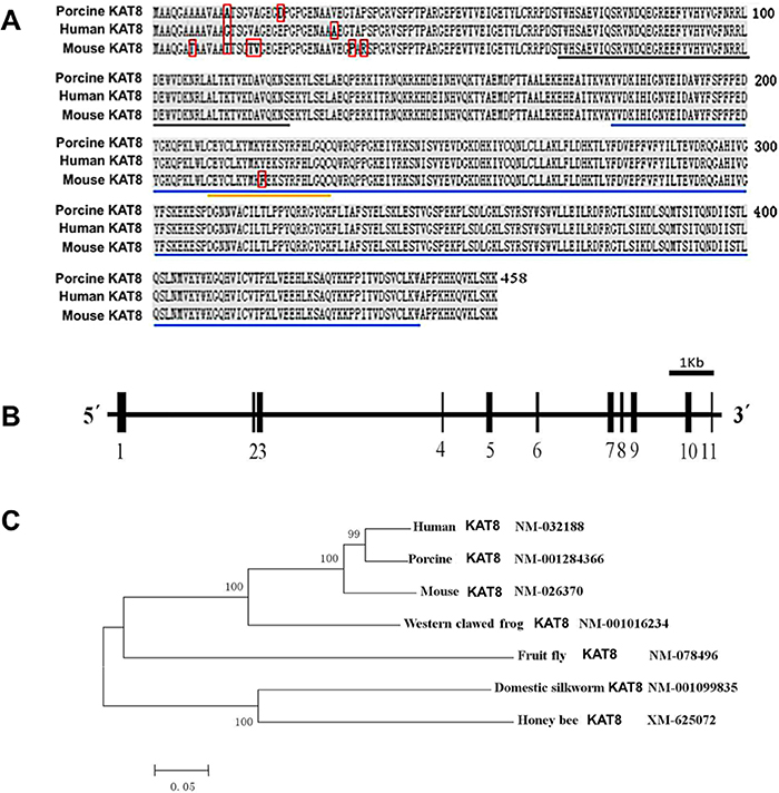 Genomic organization and homologous analysis of porcine KAT8.
