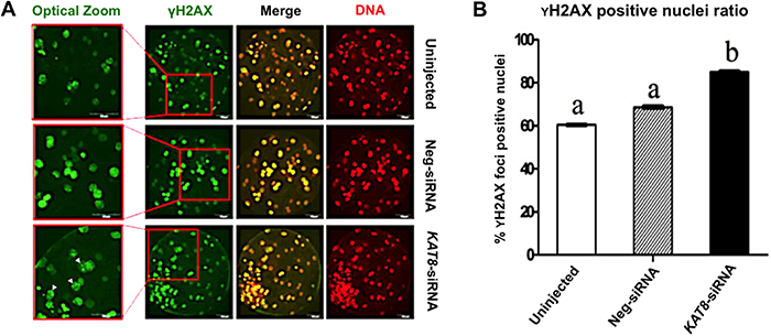 KAT8 knockdown induces DNA damage in porcine blastocysts.