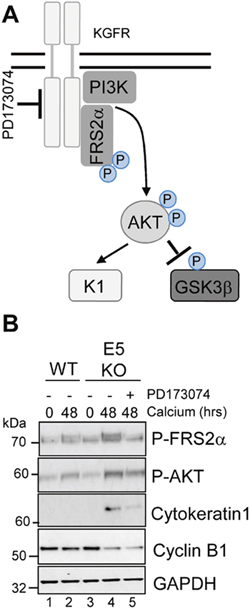 Pharmacological inhibition of KGFR activity compensates for loss of E5 and impairs keratinocyte differentiation.