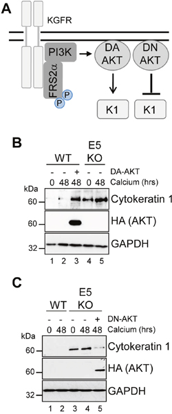 AKT is essential for the modulation of keratinocyte differentiation by HPV18.