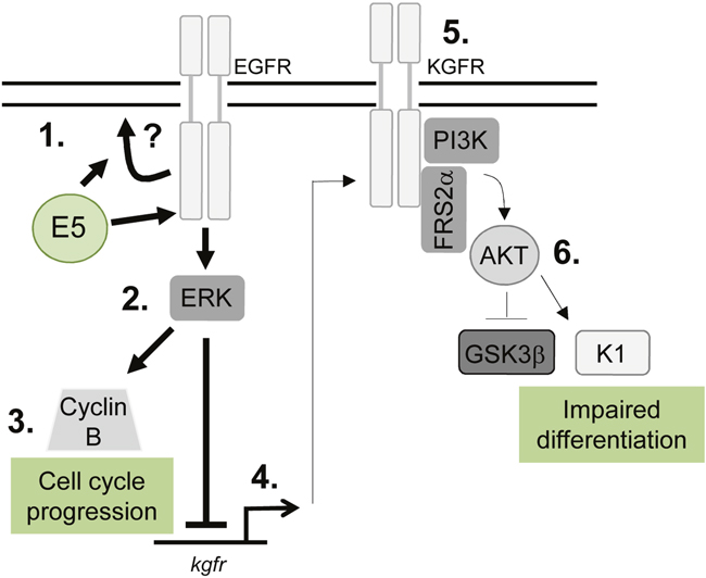 Schematic model depicting the proposed role of EGFR signalling in the E5-mediated manipulation of proliferation and differentiation pathways during the virus life cycle.