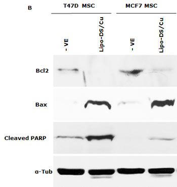 fig3b