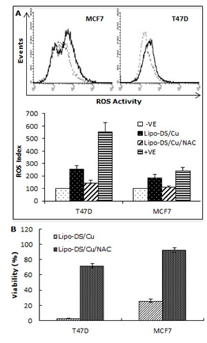Lipo-DS/Cu induces ROS-MAPK and inhibits NF&#x3ba;B pathways and specifically targets BC cells.