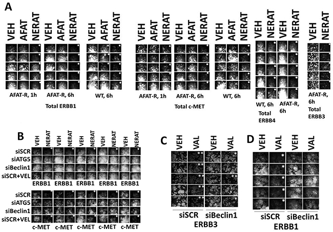 Neratinib reduces the expression of ERBB receptors and c-MET via autophagic degradation.