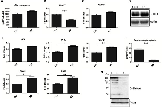 Quambalarine B (QB) treatment has a strong impact on glycolysis.