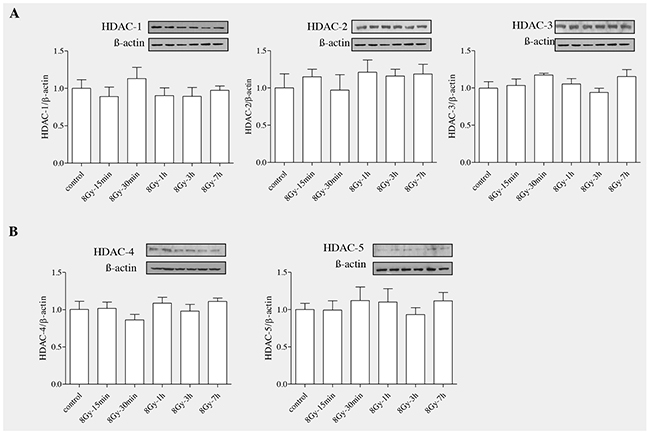 Radiation unaltered the levels of HDAC proteins in RLE-6TN cells.