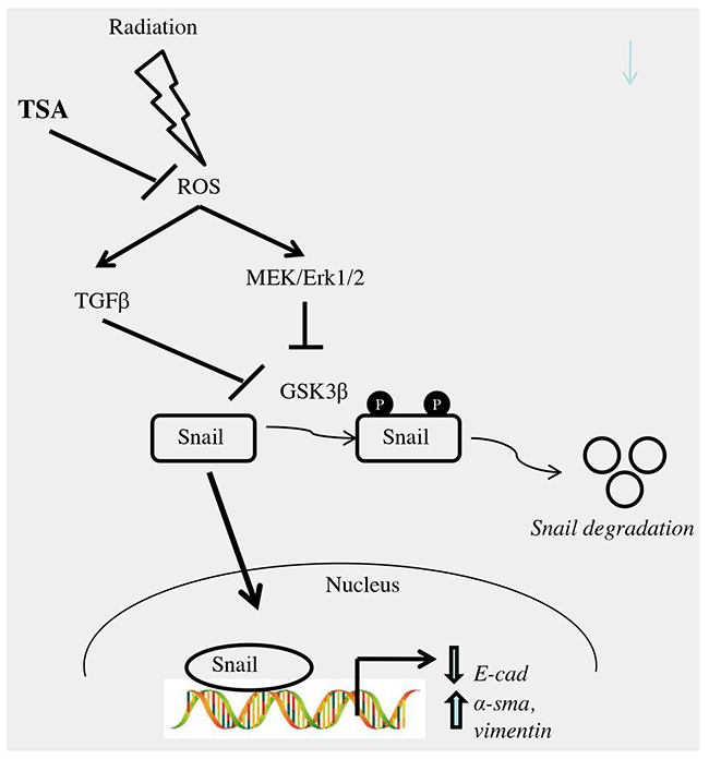 Schematic representation of the proposed mechanism for effect of TSA on radiation-induced EMT in alveolar type II epithelial cells.