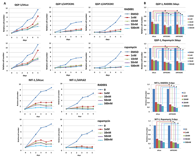 Cell proliferative curves and survival rate of QGP-1 and NIT-1 cells with or without knockdown of PCK2 or Pck2 and treatment of mTOR inhibitors, rapamycin or RAD001.