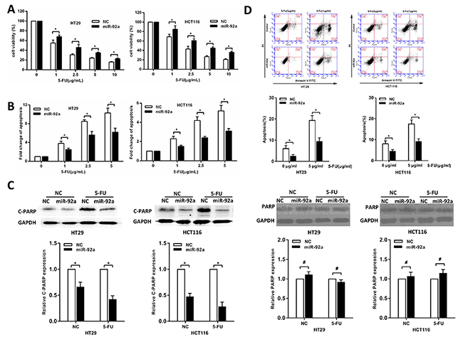 MiR-92a induces resistance to 5-FU treatment in CRC cells.