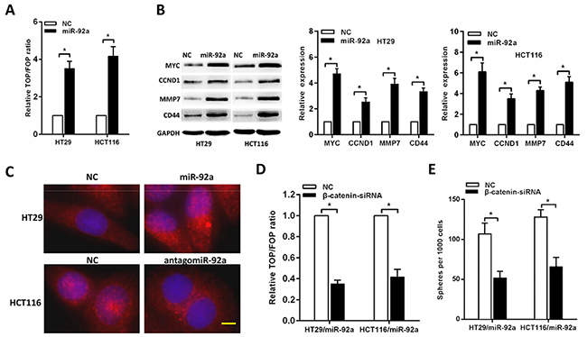 miR-92a activates Wnt/&#x03B2;-catenin signalling.